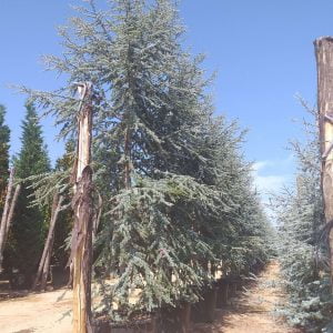 Conifères If Plants