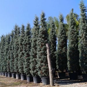 Conifères If Plants