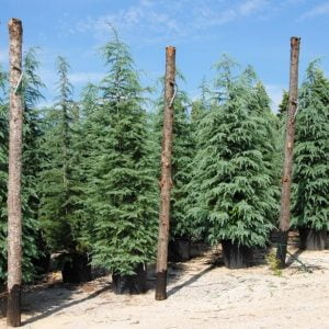 Conifères If Plants