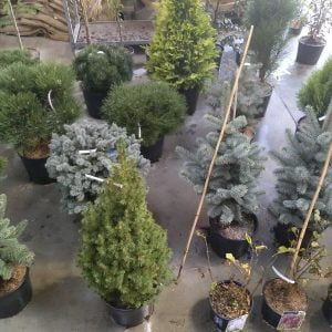 Conifères If Plants