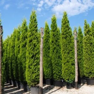 Conifères If Plants