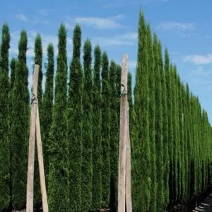 Conifères If Plants