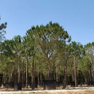 Conifères If Plants