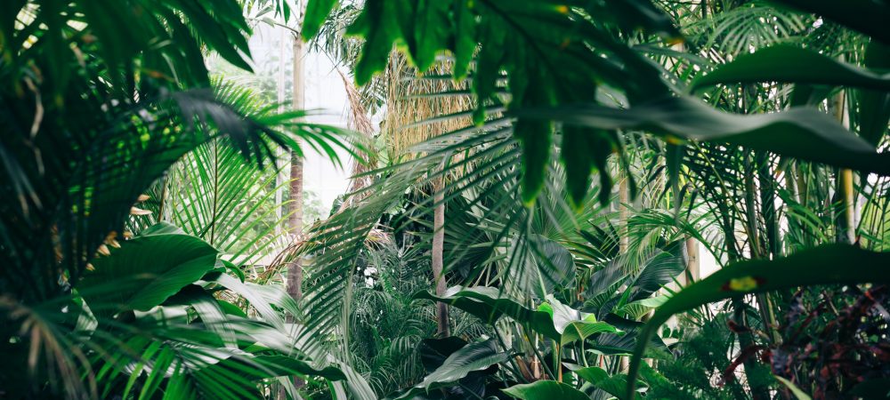 if-plant-notre-solidarite-plants