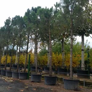 Conifères If Plants