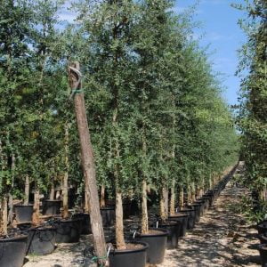 Conifères If Plants