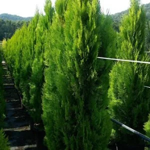 Conifères If Plants