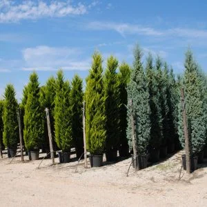 Conifères If Plants