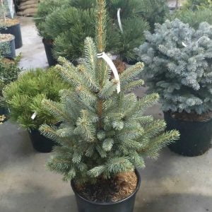 Conifères If Plants