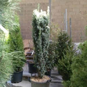 Conifères If Plants