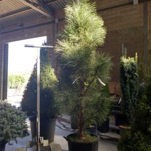 Conifères If Plants