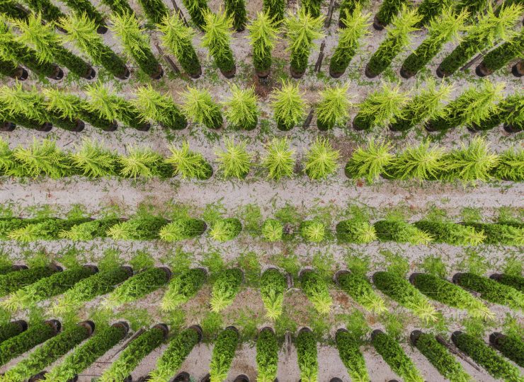 if-plants-CONIFERS-ET-PINS