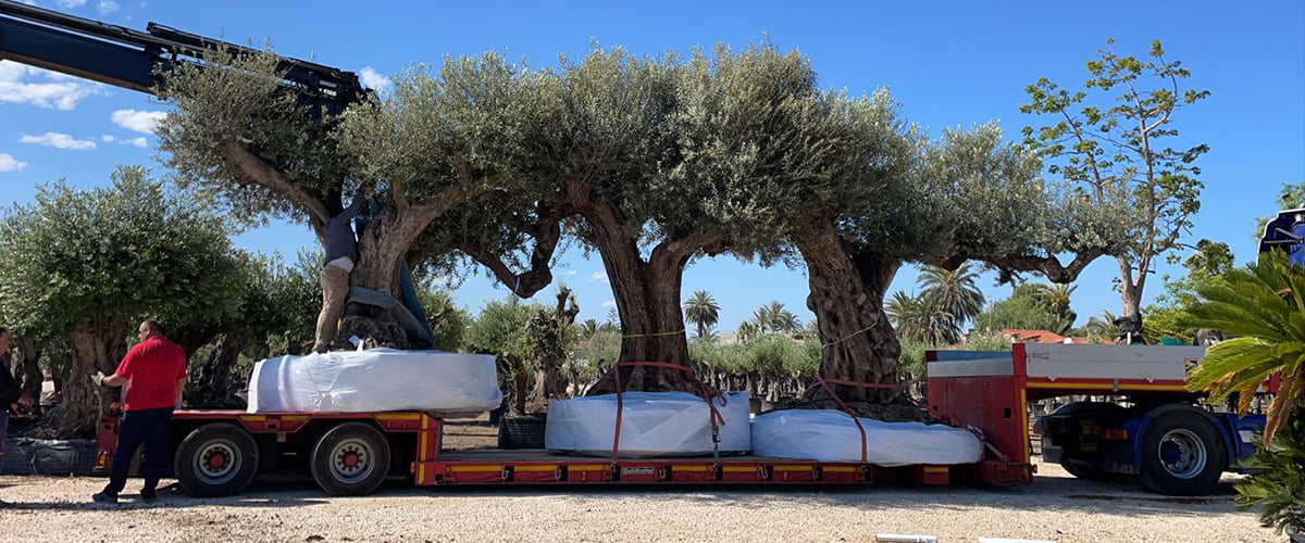 if-plants-oliviers-en-vedette-ole-europaea-1200x500