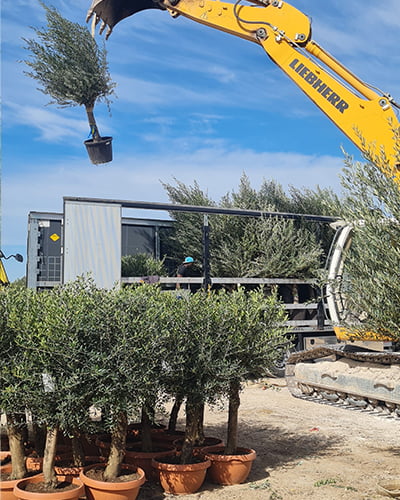 if-plants-oliviers-en-vedette-ole-europaea1-400x500