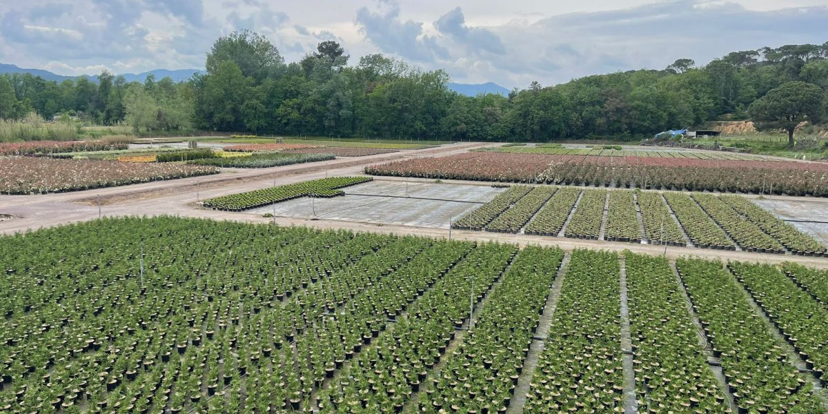 if-plants-producteurs-01