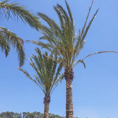 ifplants07292022projects chipre0039