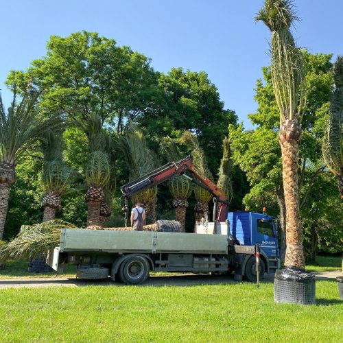 ifplants_projects_moon knight