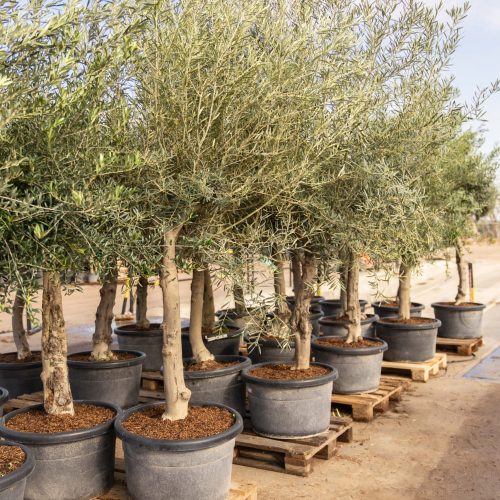 ifplants_projects_pallets (9)