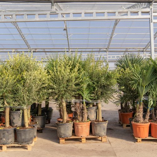 ifplants_projects_pallets (4)